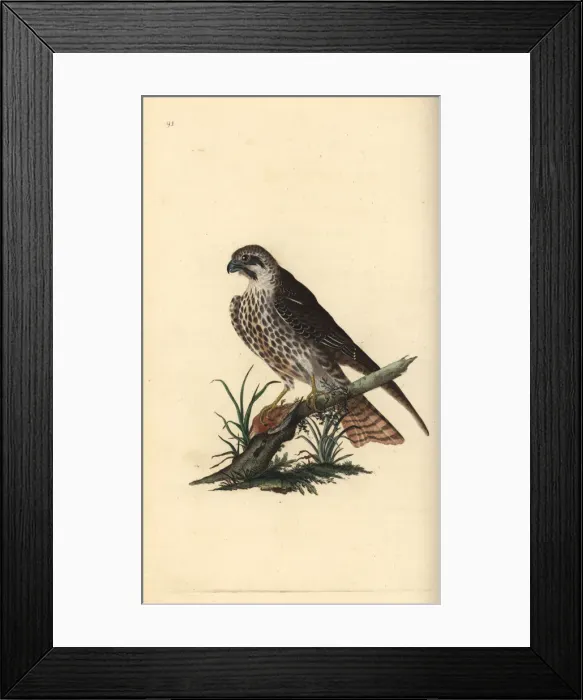 Framed Print : Hobby, Falco subbuteo, with one foot on a dead bird Framed Print : Hobby, Falco subbuteo, with one foot on a dead bird