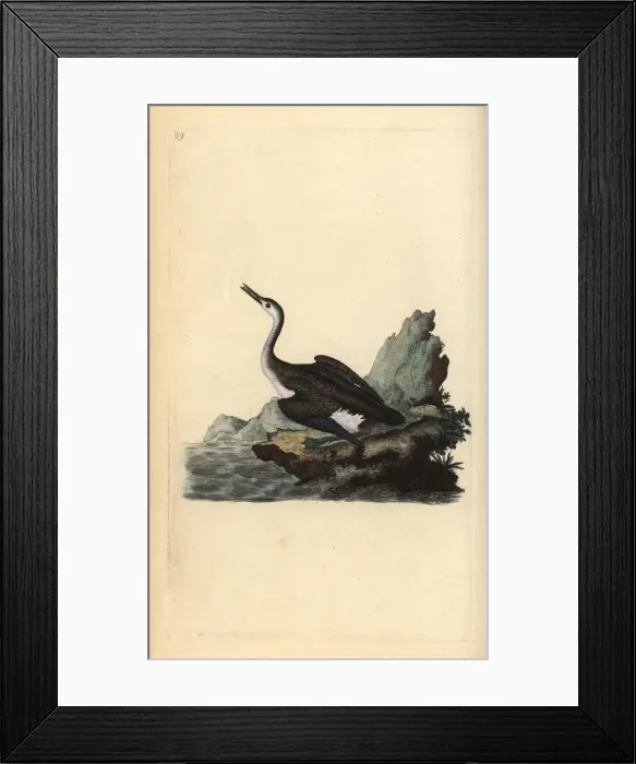 Framed Print : Great northern loon or diver, Gavia immer Framed Print : Great northern loon or diver, Gavia immer