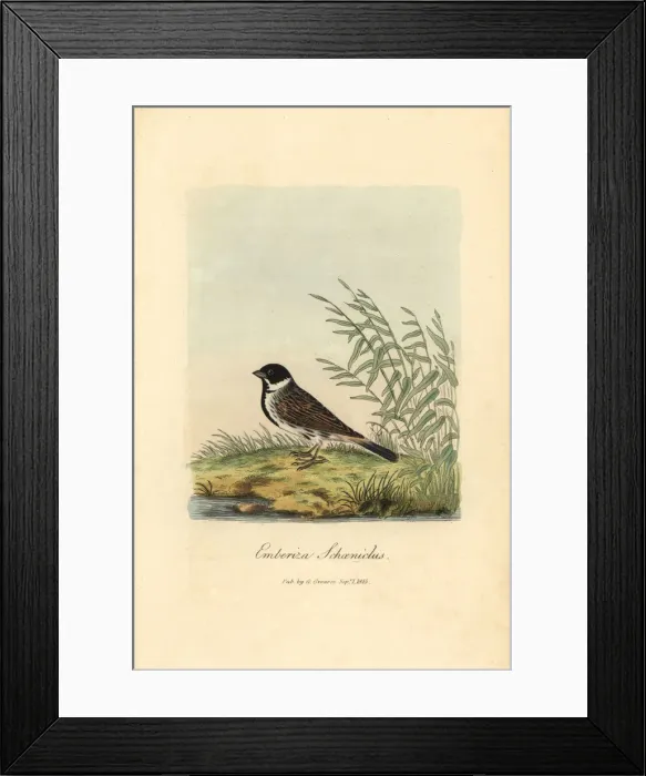Framed Print : Reed bunting, Emberiza schoeniclus Framed Print : Reed bunting, Emberiza schoeniclus