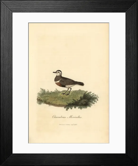 Framed Print : Eurasian dotterel, Charadrius morinellus Framed Print : Eurasian dotterel, Charadrius morinellus