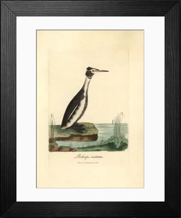 Framed Print : Great crested grebe, Podiceps cristatus Framed Print : Great crested grebe, Podiceps cristatus