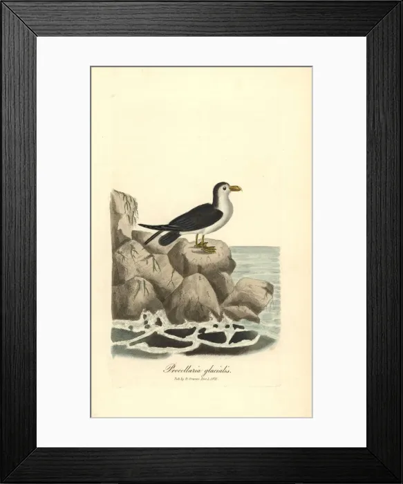 Framed Print : Northern fulmar, Fulmarus glacialis Framed Print : Northern fulmar, Fulmarus glacialis