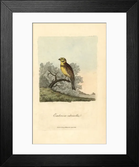 Framed Print : Yellow bunting, Yellowhammer, Emberiza citrinella Framed Print : Yellow bunting, Yellowhammer, Emberiza citrinella