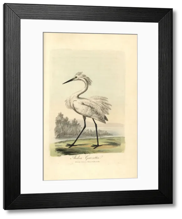 Framed Print : Little egret, Ardea garzetta, Egretta garzetta Framed Print : Little egret, Ardea garzetta, Egretta garzetta