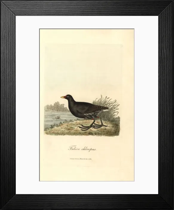 Framed Print : Common moorhen, Gallinula chloropus Framed Print : Common moorhen, Gallinula chloropus