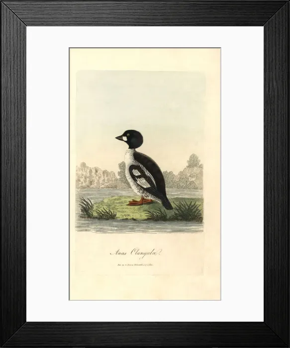 Framed Print : Common goldeneye, Bucephala clangula Framed Print : Common goldeneye, Bucephala clangula