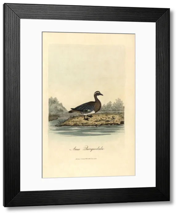 Framed Print : Garganey, Anas querquedula Framed Print : Garganey, Anas querquedula