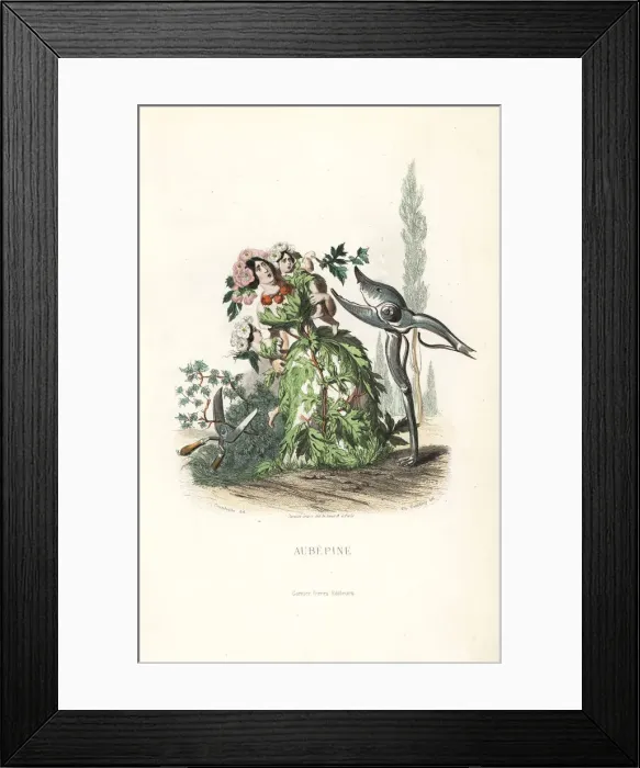 Framed Print : Hawthorn flower fairy and children, Crataegus laevigata Framed Print : Hawthorn flower fairy and children, Crataegus laevigata