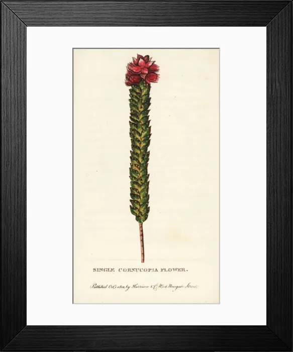 Framed Print : Single cornucopia flower Framed Print : Single cornucopia flower