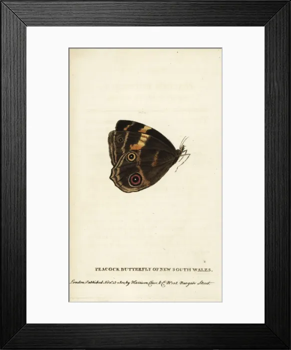 Framed Print : Peacock butterfly of New South Wales Framed Print : Peacock butterfly of New South Wales
