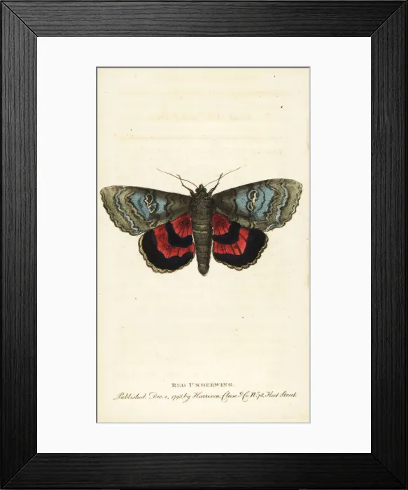 Framed Print : Red underwing, Catocala nupta Framed Print : Red underwing, Catocala nupta