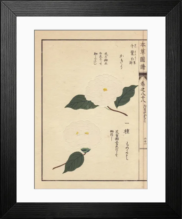 Framed Print : White camellias, Kagiri and Monokaha Framed Print : White camellias, Kagiri and Monokaha