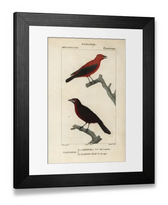 Framed Print : Summer tanager, Piranga rubra, and Jacapa or silver-beaked tanager Framed Print : Summer tanager, Piranga rubra, and Jacapa or silver-beaked tanager