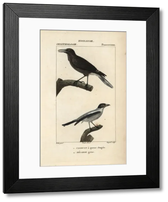 Framed Print : Pied currawong, Strepera graculina Framed Print : Pied currawong, Strepera graculina