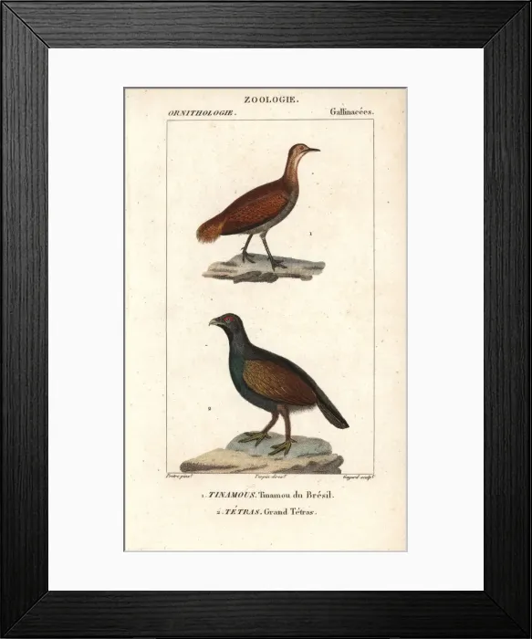 Framed Print : Great tinamou, Tinamus major (near threatened) Framed Print : Great tinamou, Tinamus major (near threatened)