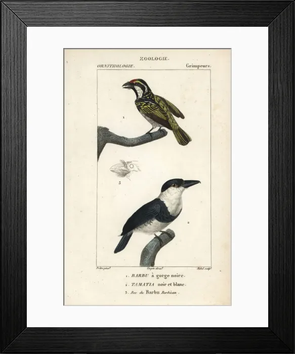 Framed Print : Red-fronted barbet, Tricholaema diademata Framed Print : Red-fronted barbet, Tricholaema diademata