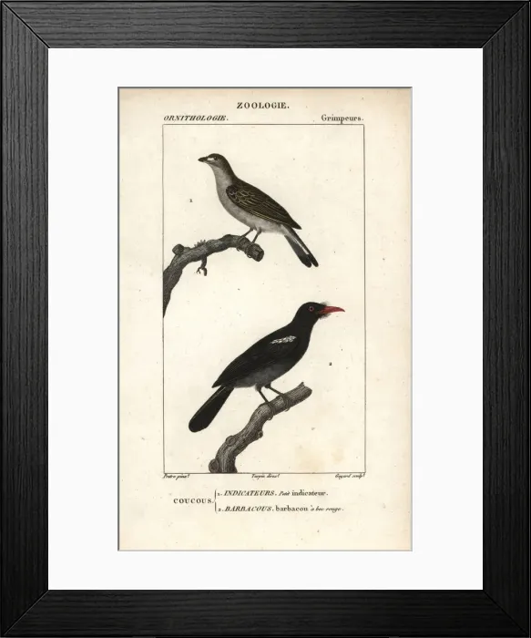 Framed Print : Lesser honeyguide, Indicator minor Framed Print : Lesser honeyguide, Indicator minor