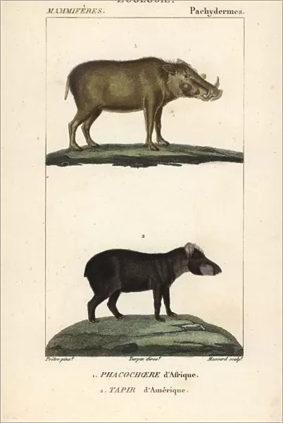 Warthog Phacochoerus africanus and South American