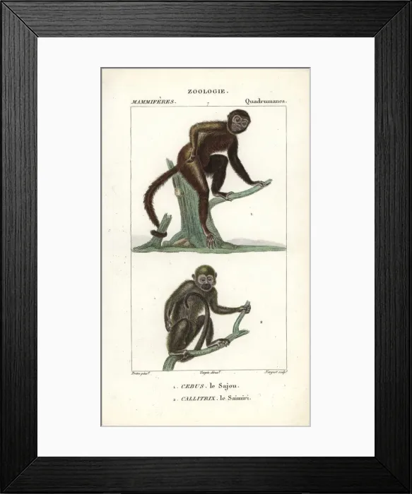 Framed Print : Tufted capuchin, Sapajus apella Framed Print : Tufted capuchin, Sapajus apella