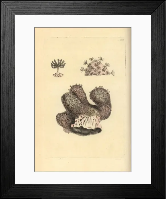 Framed Print : Dead mens fingers, Alcyonium digitatum
