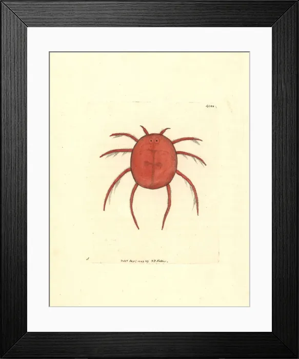 Framed Print : Red water spider or scarlet hydrachna, Hydrachna coccinea Framed Print : Red water spider or scarlet hydrachna, Hydrachna coccinea