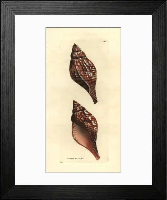 Framed Print : Tulip seasnail, Fasciolaria tulipa Framed Print : Tulip seasnail, Fasciolaria tulipa