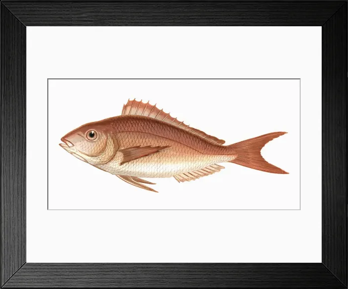 Framed Print : Pagellus erythrinus, or Common Pandora Framed Print : Pagellus erythrinus, or Common Pandora