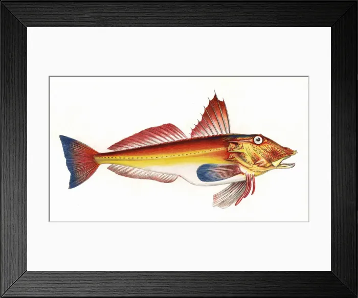 Framed Print : Trigla cuculus, or Blochs Gurnard Framed Print : Trigla cuculus, or Blochs Gurnard
