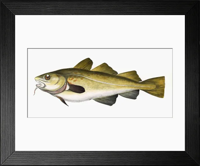 Framed Print : Gadus morhua, or Cod Framed Print : Gadus morhua, or Cod