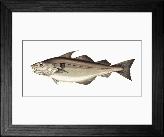 Framed Print : Melanogrammus aeglefinus, or Haddock Framed Print : Melanogrammus aeglefinus, or Haddock