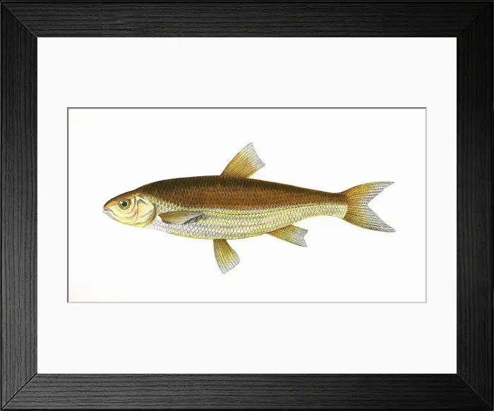 Framed Print : Leuciscus leuciscus, or Common Dace Framed Print : Leuciscus leuciscus, or Common Dace