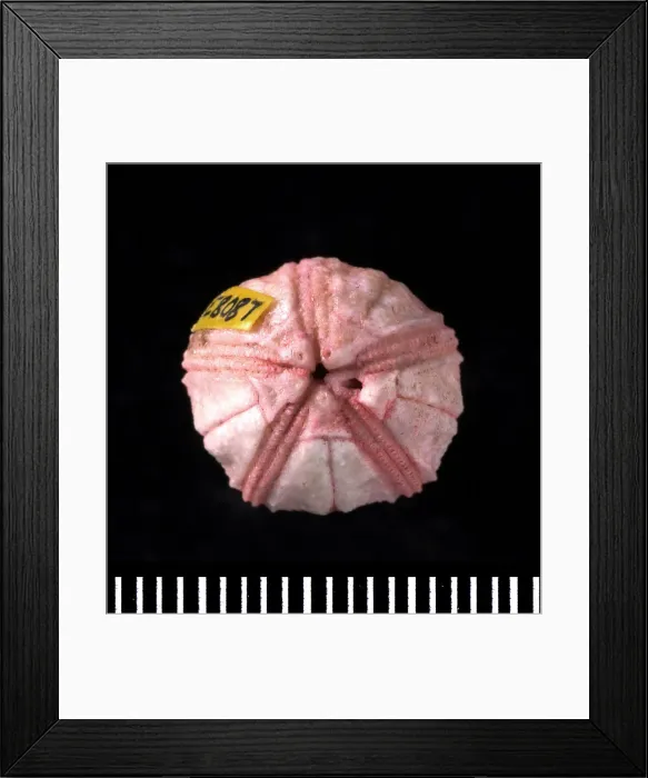 Framed Print : Globoblastus sp. a fossil blastoid Framed Print : Globoblastus sp. a fossil blastoid