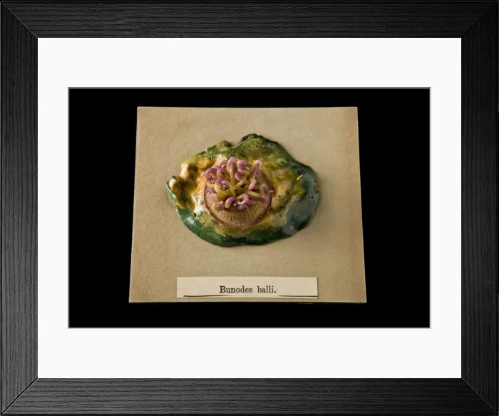 Framed Print : Bunodes ballii, sea anemone Framed Print : Bunodes ballii, sea anemone