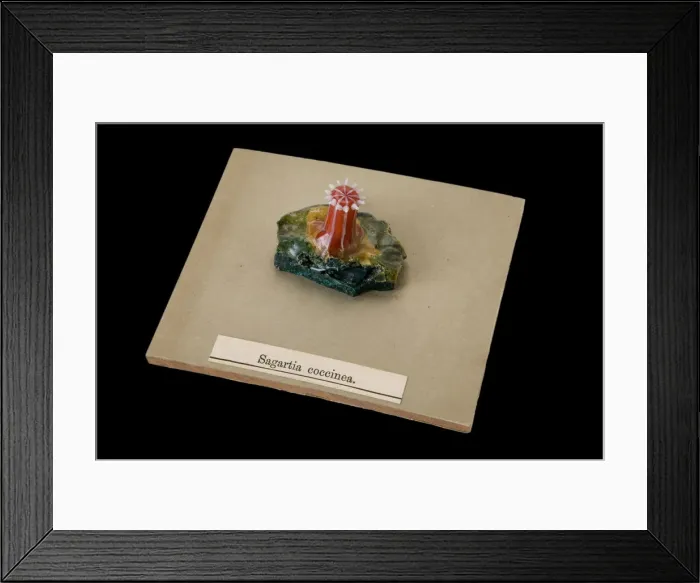 Framed Print : Sagartia coccinea, sea anemone Framed Print : Sagartia coccinea, sea anemone