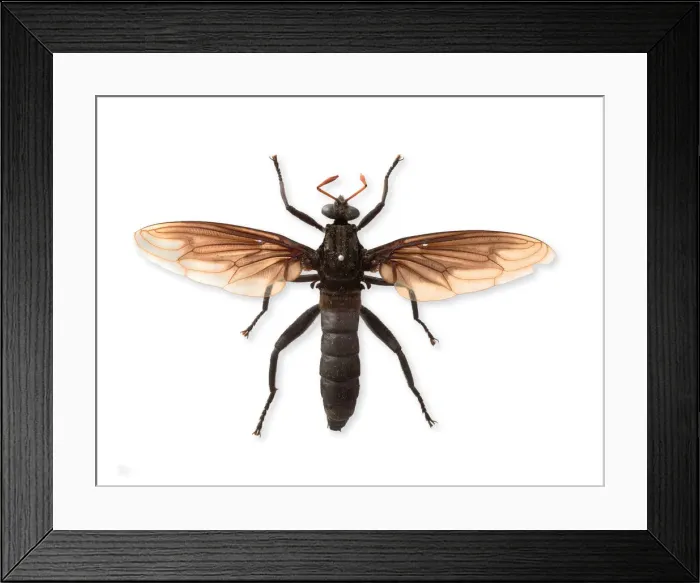 Framed Print : Gauromydas heros Framed Print : Gauromydas heros