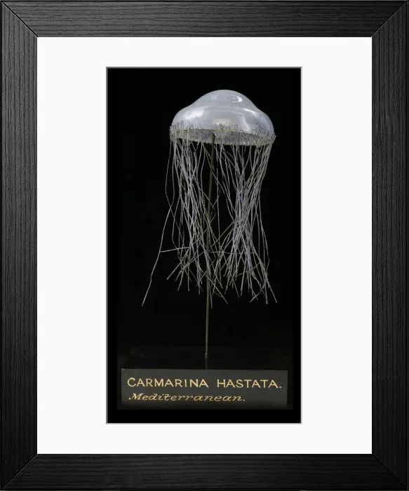 Framed Print : Carmarina hastata, jellyfish model Framed Print : Carmarina hastata, jellyfish model