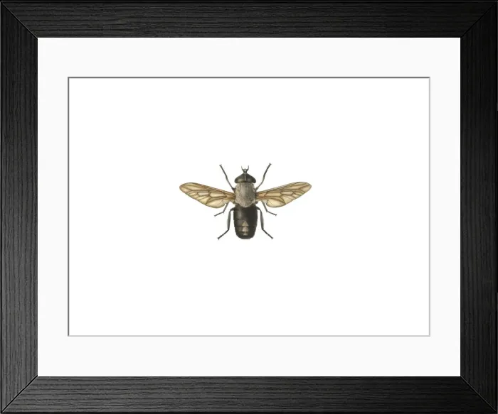 Framed Print : Tabanus aeneus Surcouf, horse fly Framed Print : Tabanus aeneus Surcouf, horse fly