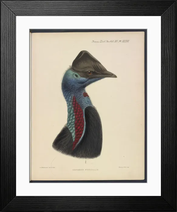 Framed Print : Dwarf cassowary by JG Keulemans Framed Print : Dwarf cassowary by JG Keulemans