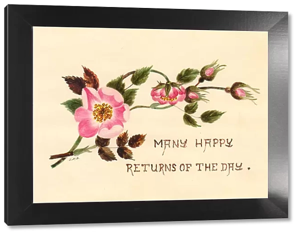 Pink flowers and buds on a hand-coloured birthday card