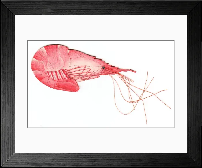 Framed Print : Christmas card in the shape of a shrimp Framed Print : Christmas card in the shape of a shrimp