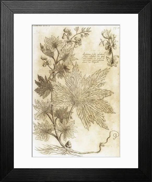 Framed Print : Aconitum. Seventeenth-century engraving in Bibliotheca Phar Framed Print : Aconitum. Seventeenth-century engraving in Bibliotheca Phar