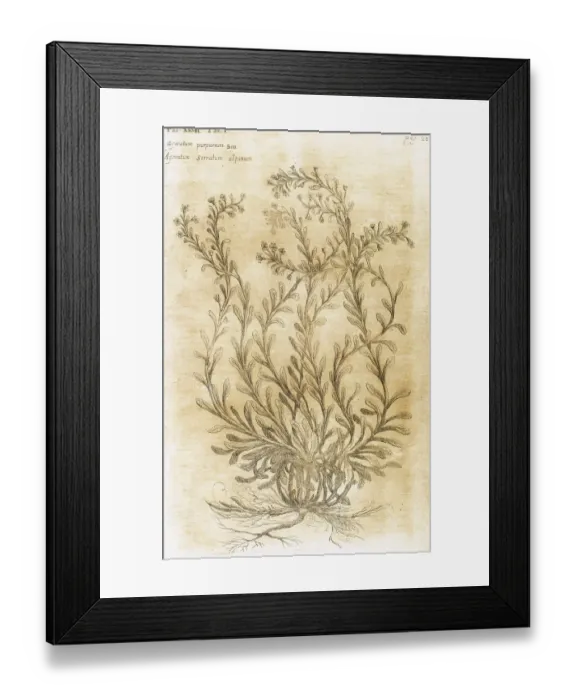 Framed Print : Ageratum. Seventeenth-century engraving in Bibliotheca Phar Framed Print : Ageratum. Seventeenth-century engraving in Bibliotheca Phar
