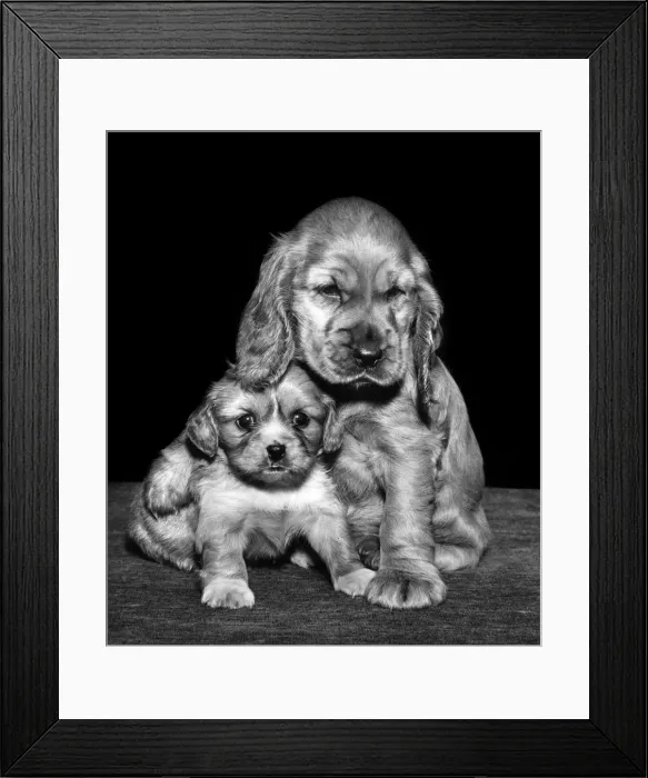 Framed Print : Susi - with a spaniel puppy