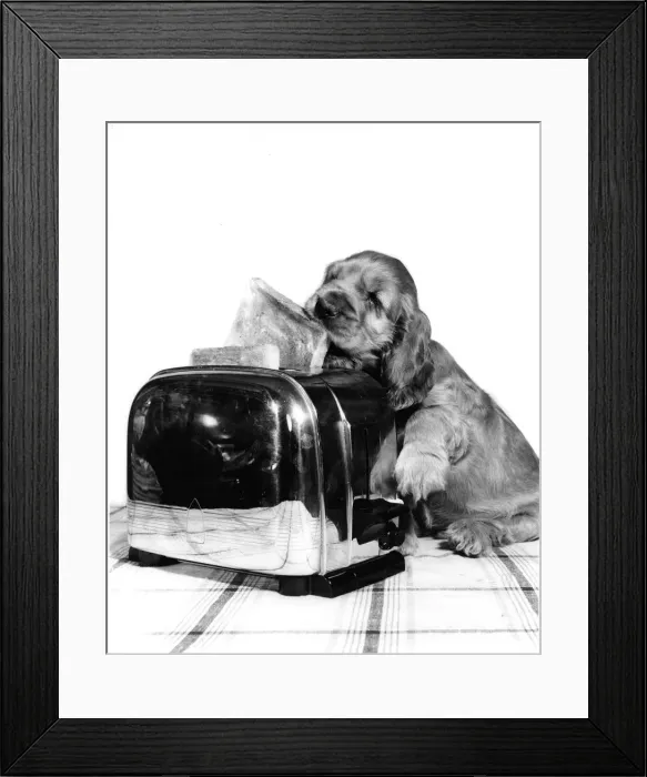 Framed Print : Susi - with toaster and toast Framed Print : Susi - with toaster and toast