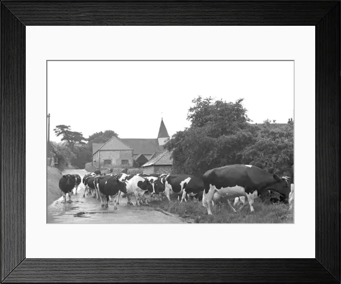 : Cows return from milking, Jevington, East Sussex : Cows return from milking, Jevington, East Sussex