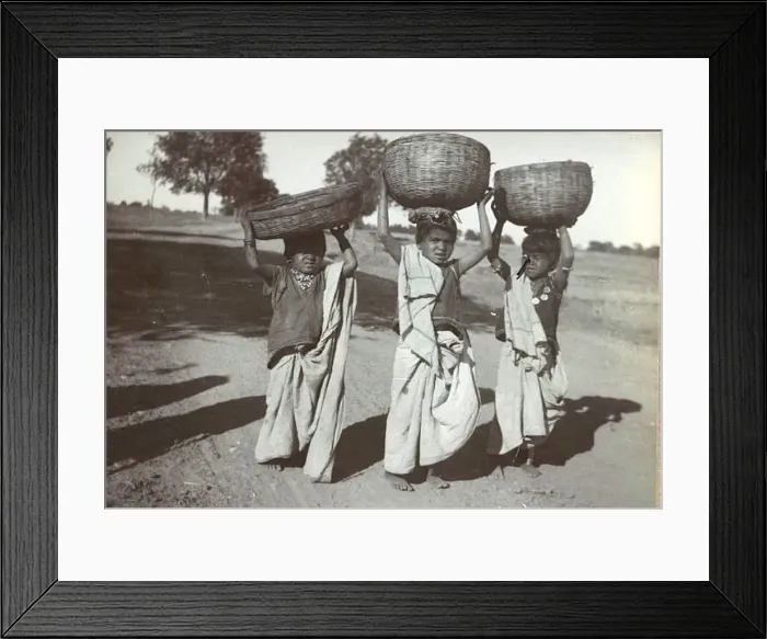 : Three girls working in the fields, India : Three girls working in the fields, India