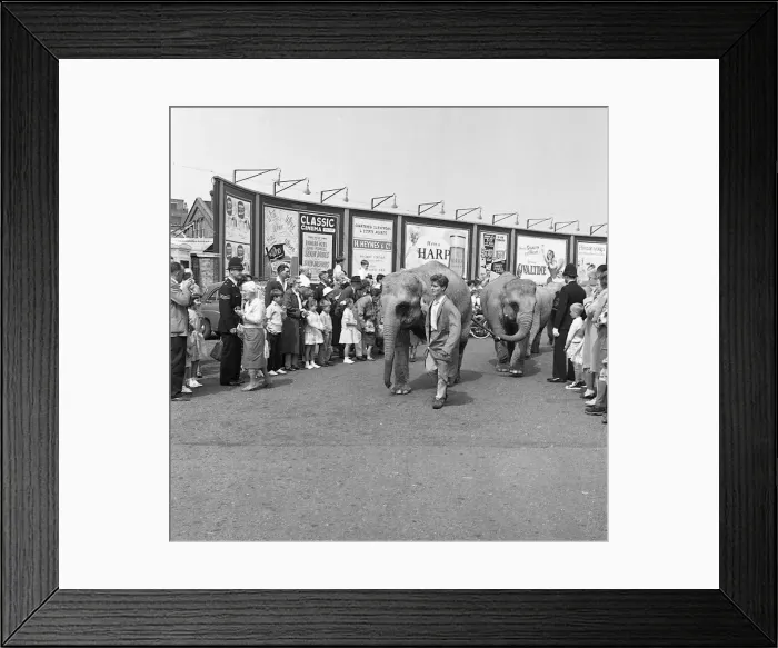 : Circus elephants on parade, Eastbourne, Sussex : Circus elephants on parade, Eastbourne, Sussex