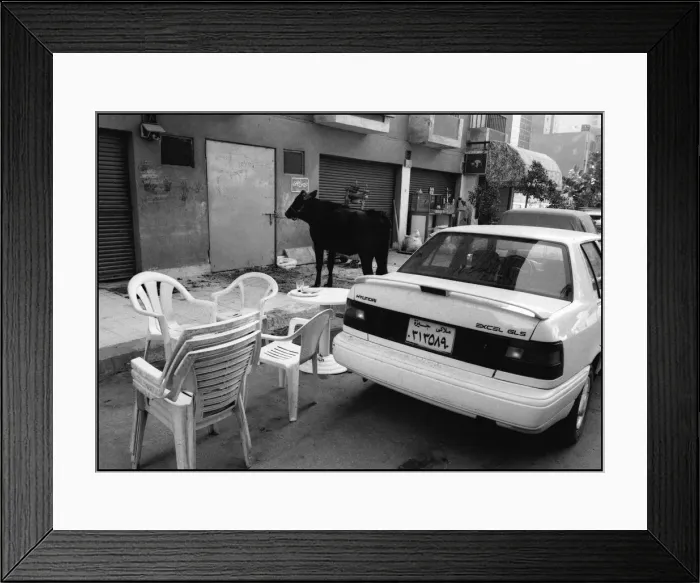 Framed Print : Cow in the street - Cairo suburb, Egypt Framed Print : Cow in the street - Cairo suburb, Egypt