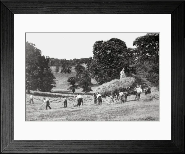 Framed Print : Barnet Industrial School - Hay Harvest Framed Print : Barnet Industrial School - Hay Harvest