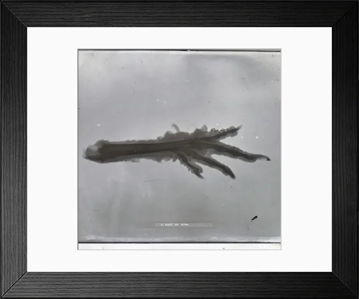 Framed Print : X-Ray - Claw Foot Framed Print : X-Ray - Claw Foot